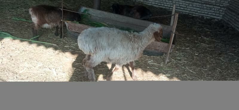 goyun bakylan - Ёлётен - img 6