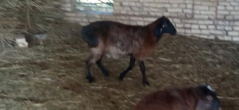 goyun bakylan - Ёлётен - img 3