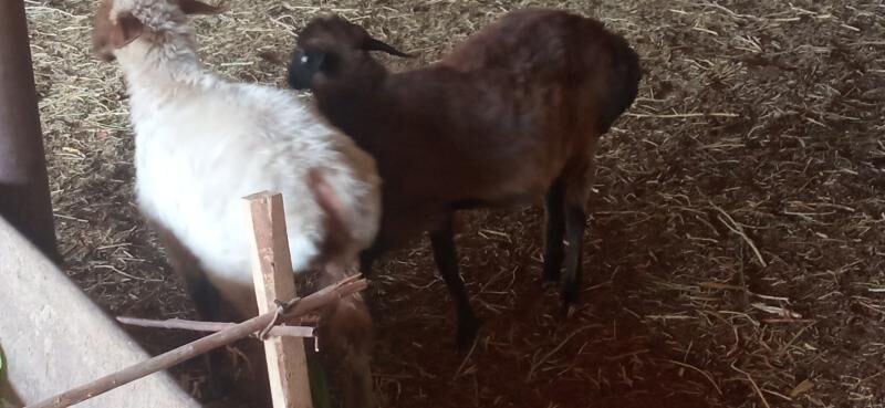 goyun bakylan - Ёлётен - img 4