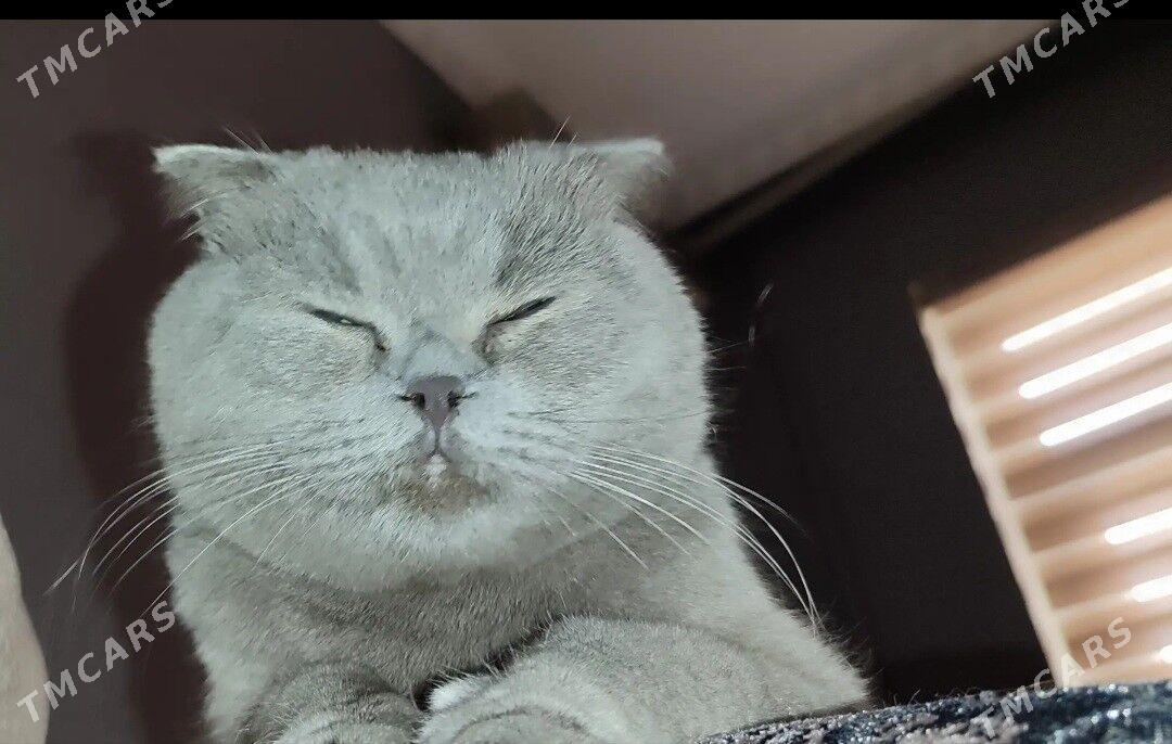 кошки - Дашогуз - img 2