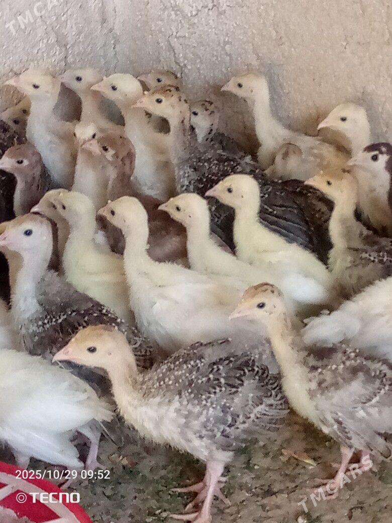 induk jüýje - Каракумский этрап - img 1