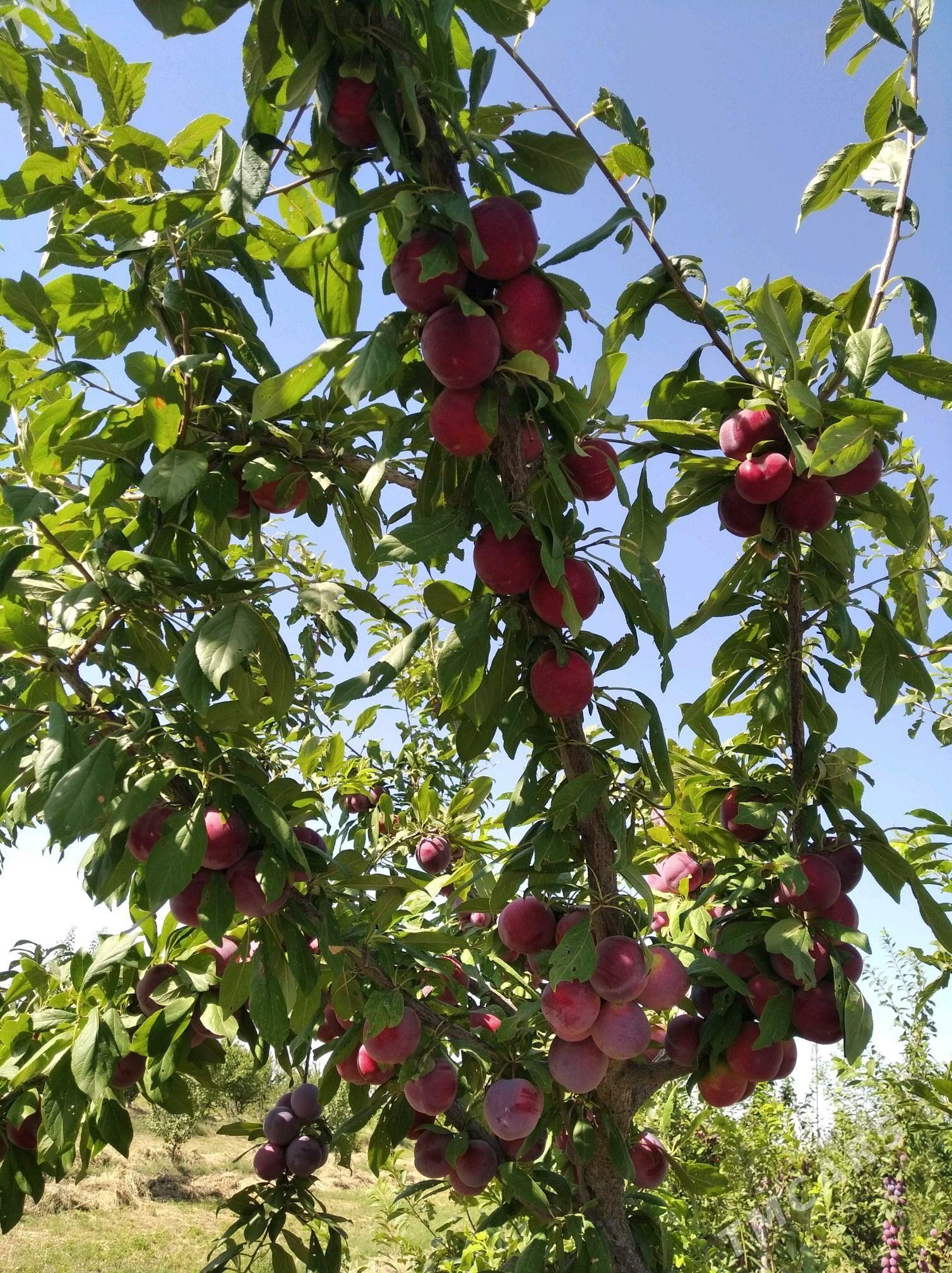 Mellek ýer (Bakja) - Sakarçäge - img 2