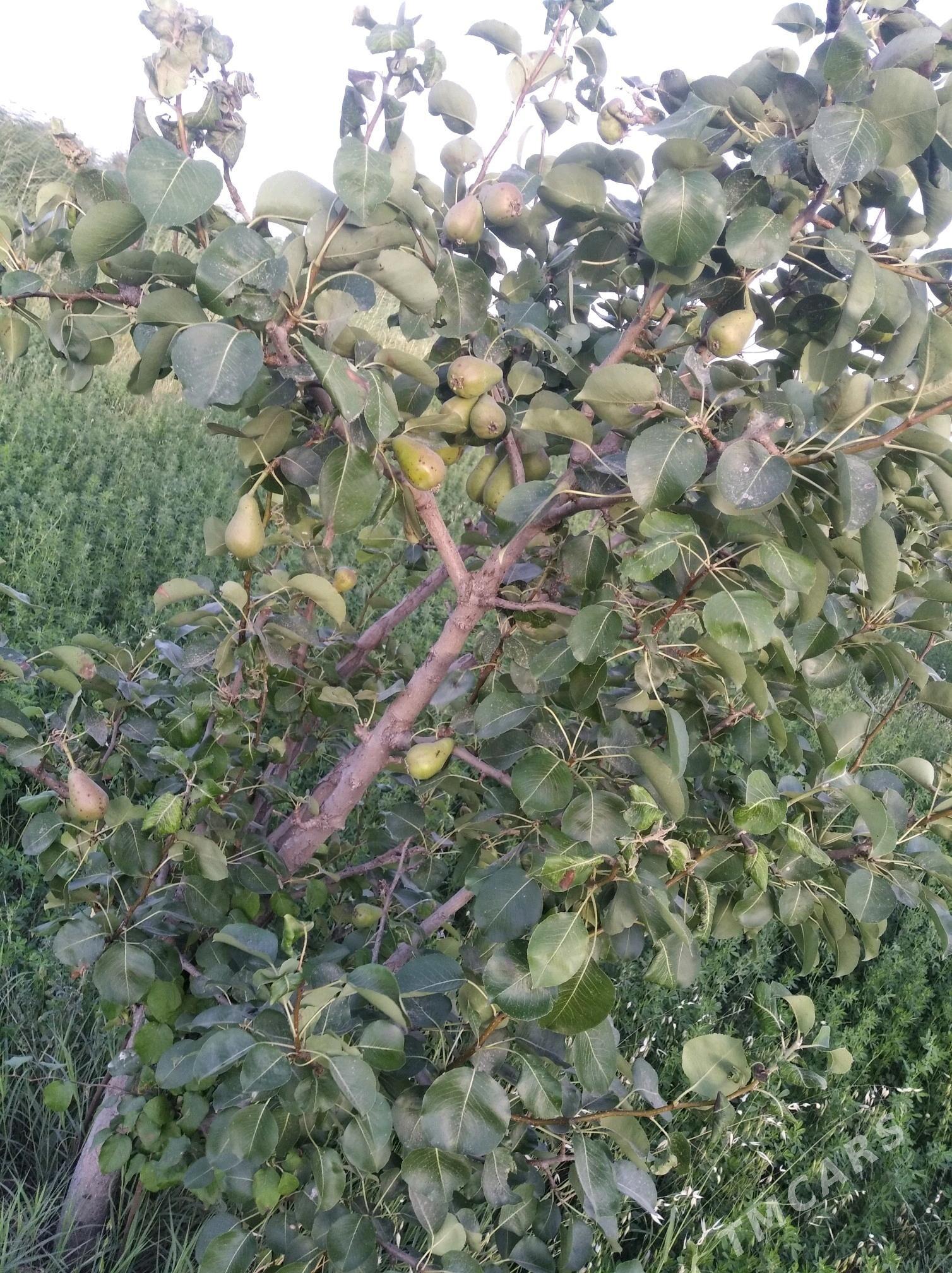 Mellek ýer (Bakja) - Sakarçäge - img 5