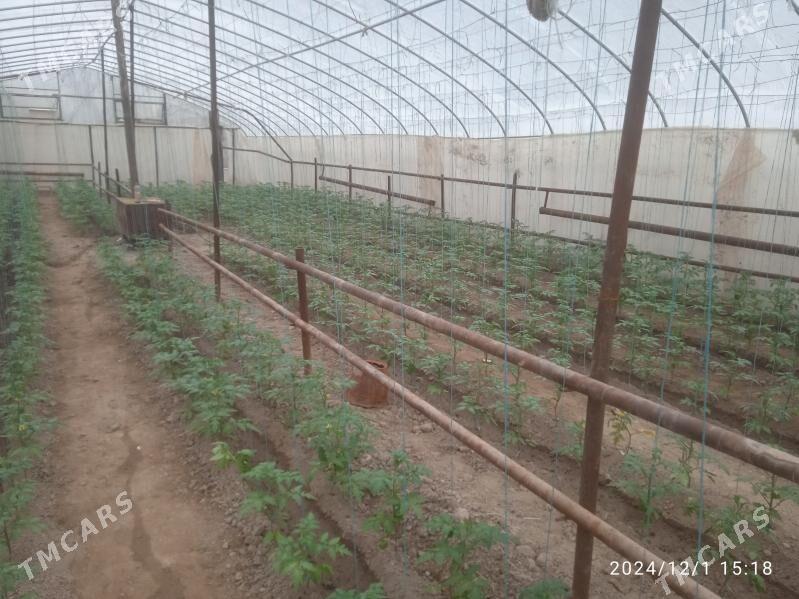 tiplissa - Саят - img 1