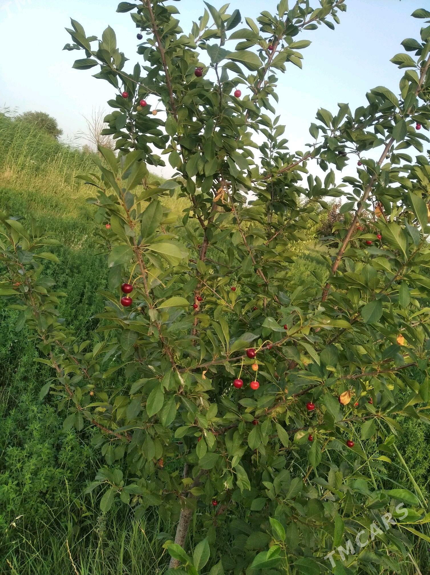 Mellek ýer (Bakja) - Sakarçäge - img 6