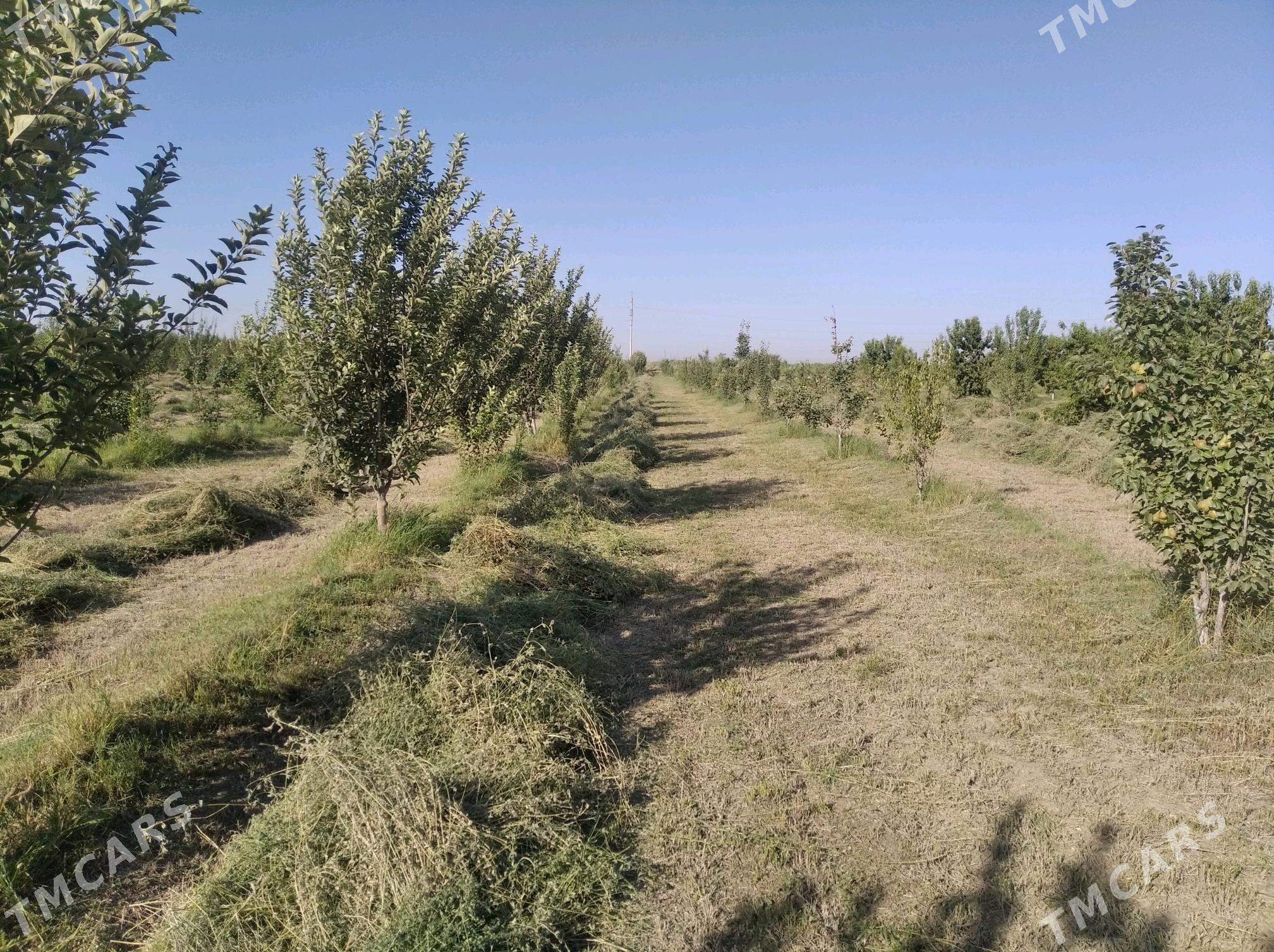 Mellek ýer (Bakja) - Sakarçäge - img 8