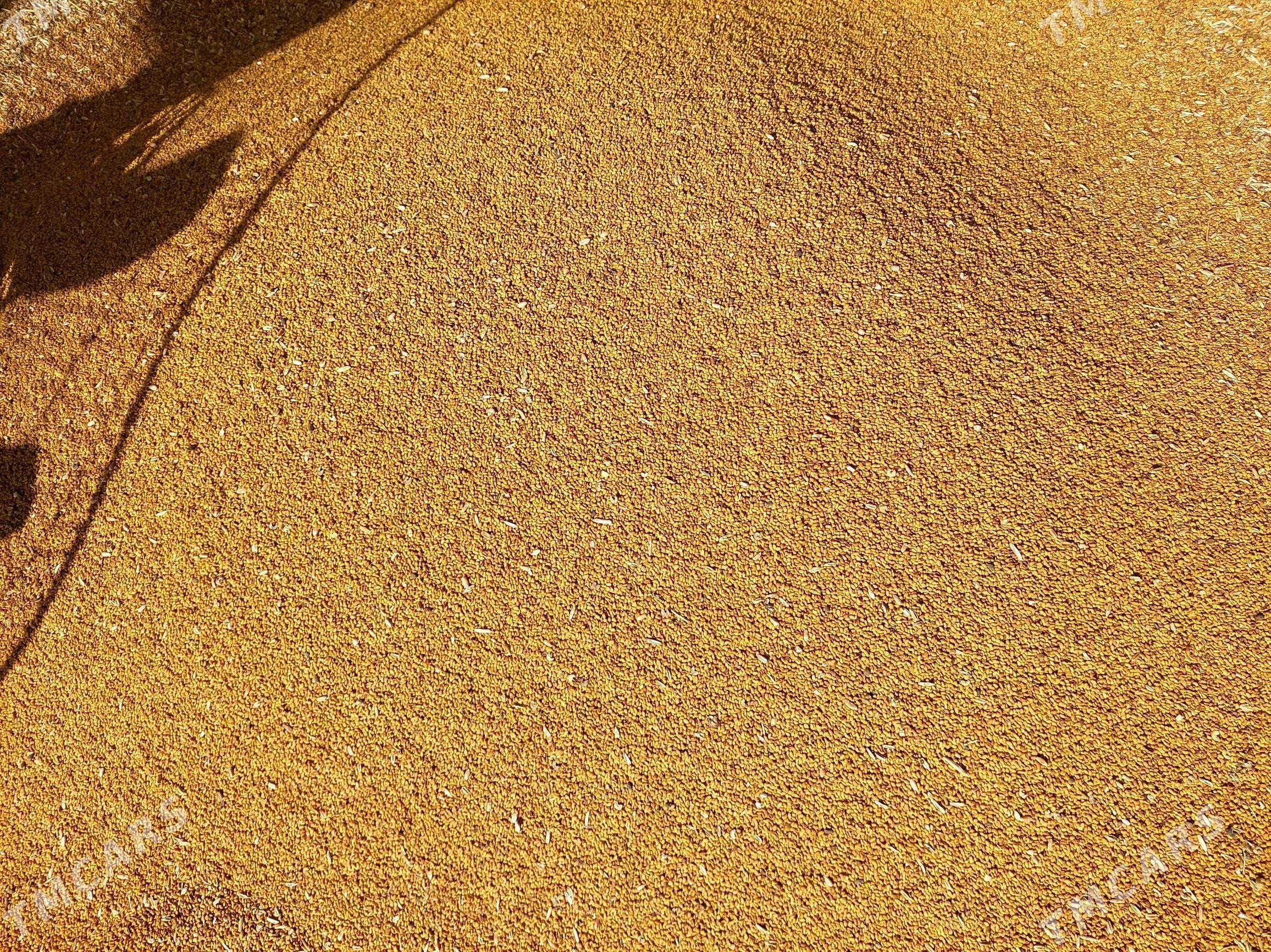 ýoranja tohum - Bäherden - img 2