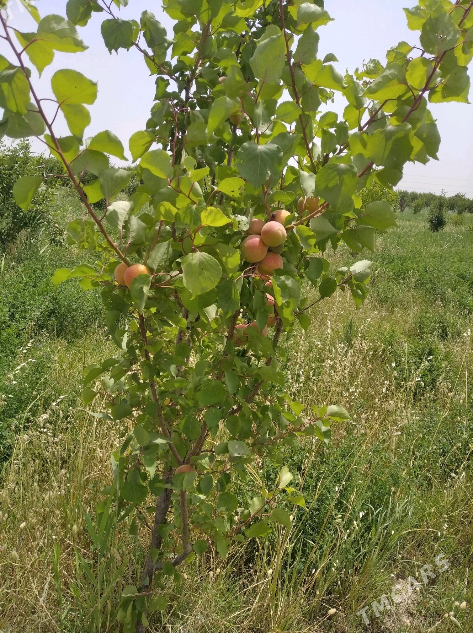 Mellek ýer (Bakja) - Sakarçäge - img 4