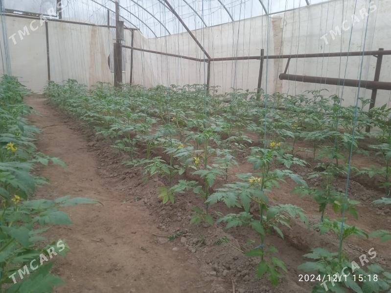 tiplissa - Саят - img 3