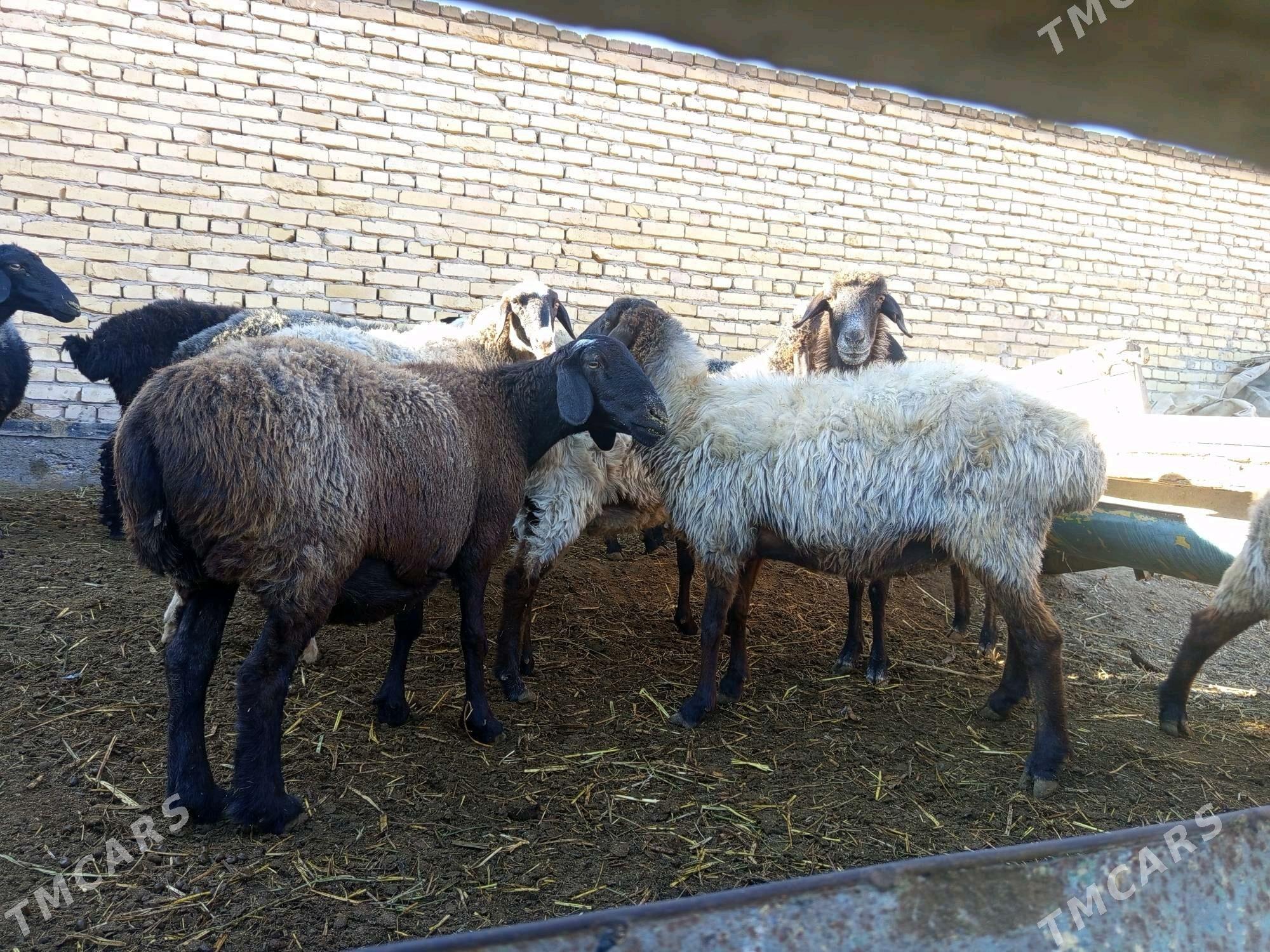 koyunlar - Туркменабат - img 1