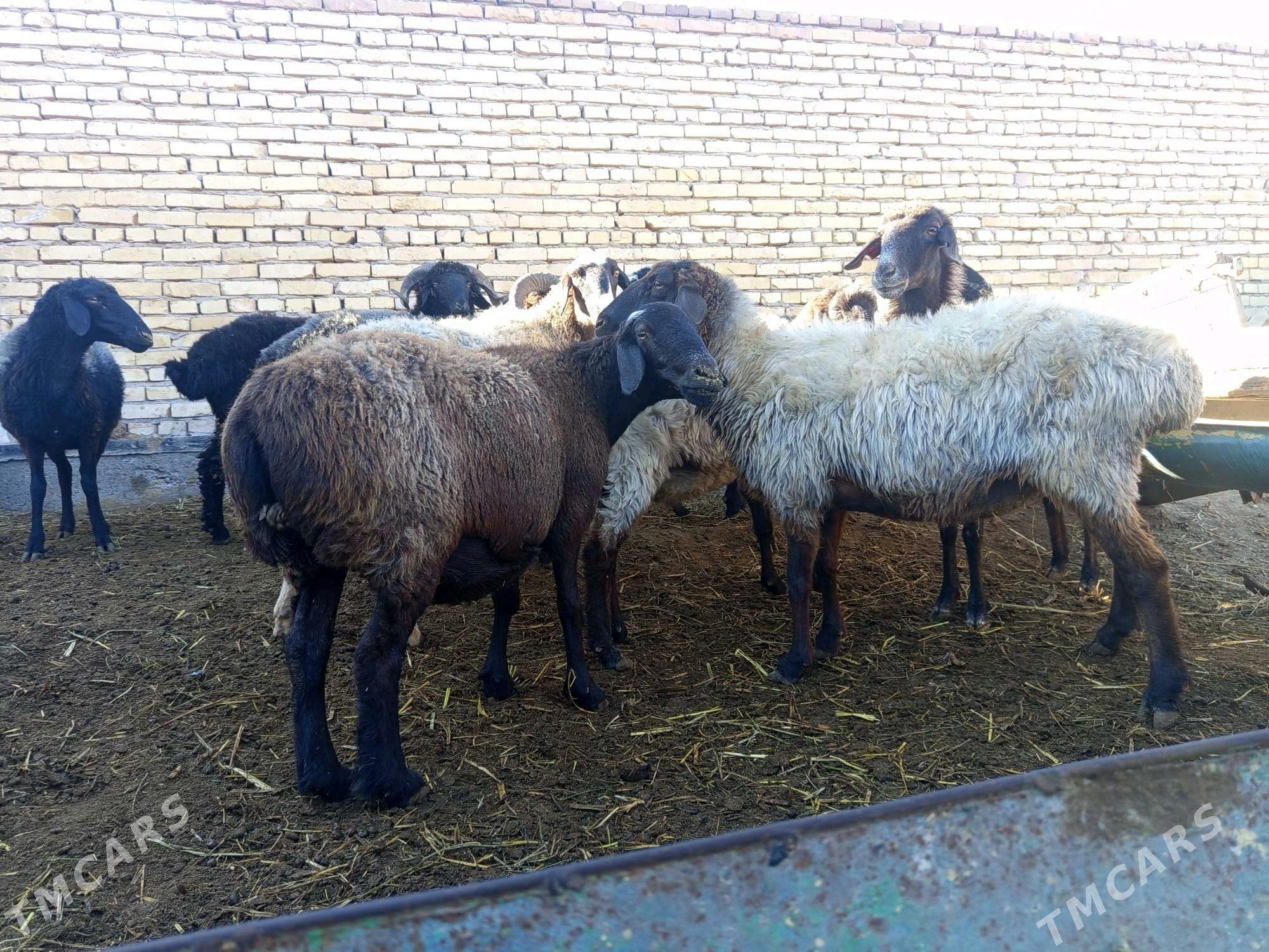 koyunlar - Туркменабат - img 5