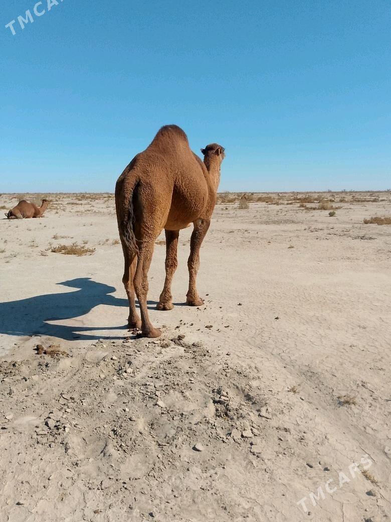 düÿe - Sakarçäge - img 3