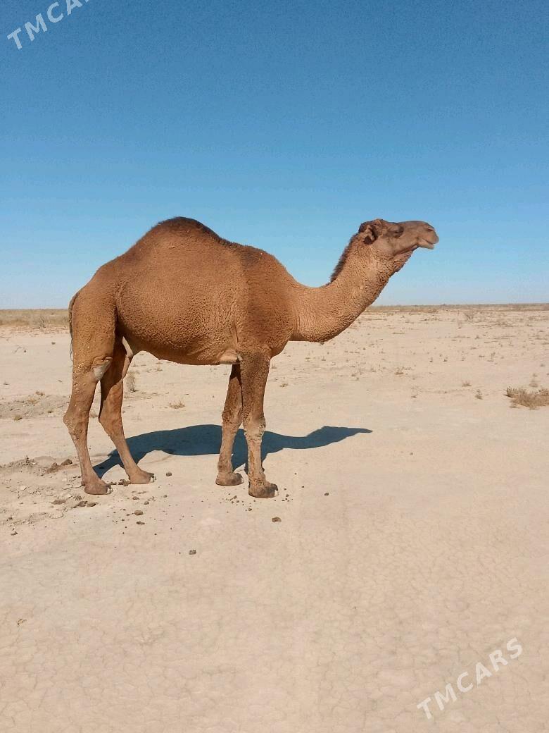 düÿe - Sakarçäge - img 1