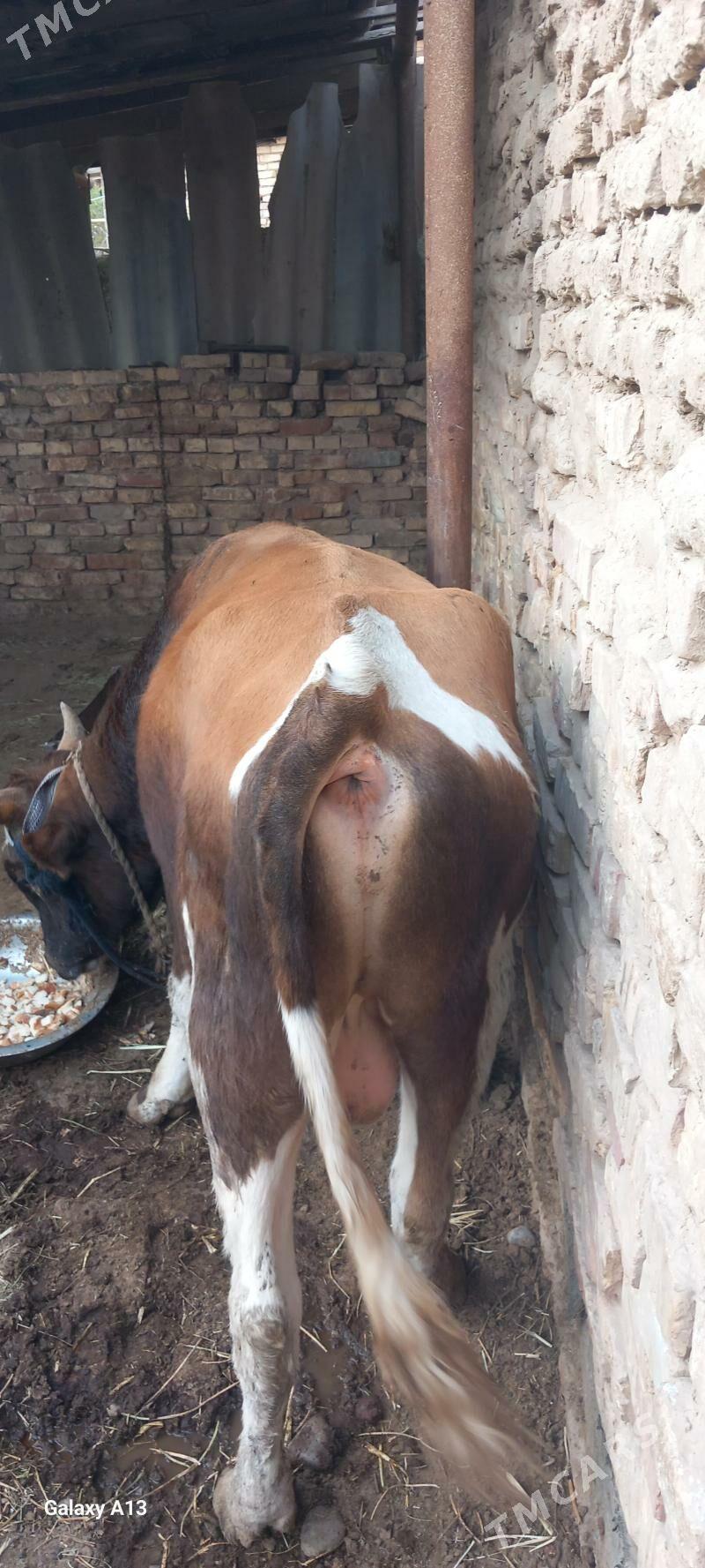 okuz - Теджен - img 3