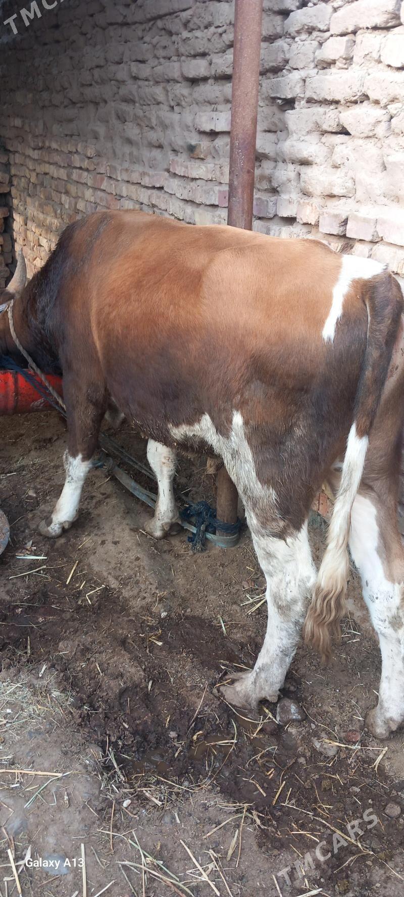 okuz - Теджен - img 2