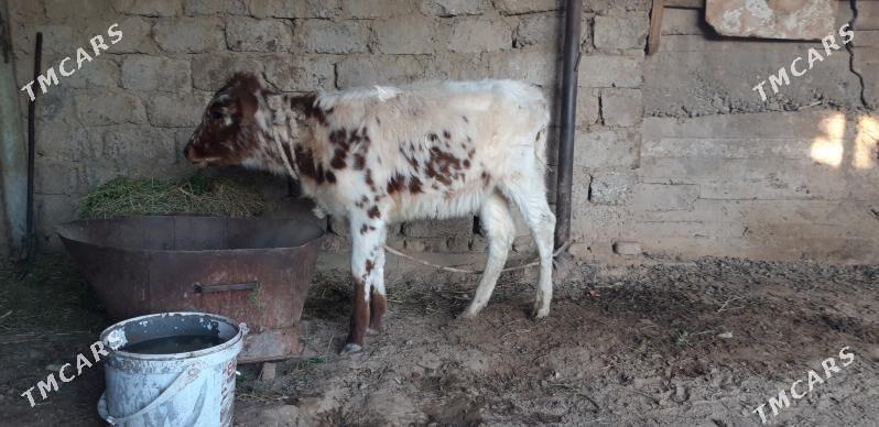 alatohum - Ак-Бугдайский этрап - img 5