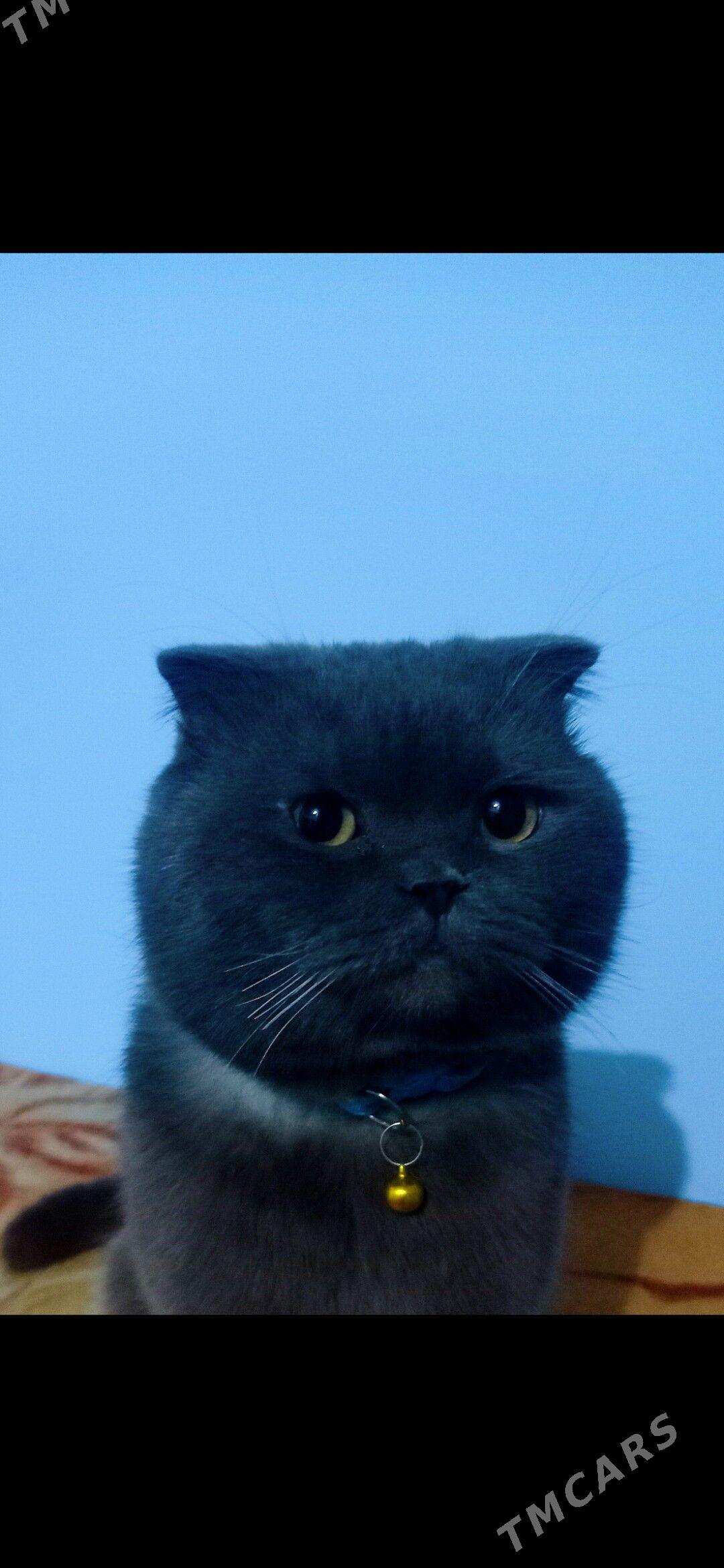 satlandski pişik - Дашогуз - img 2