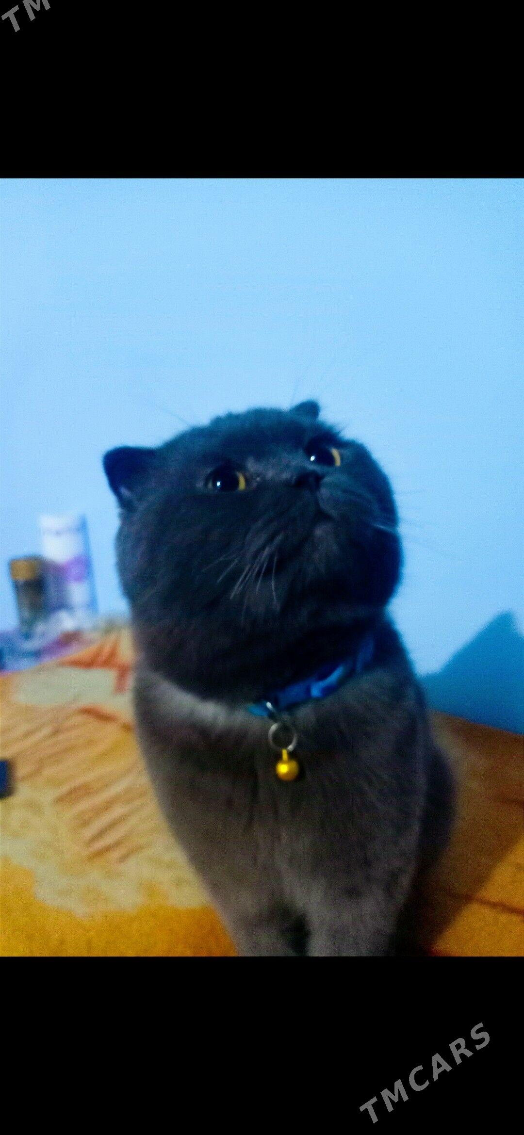 satlandski pişik - Daşoguz - img 1