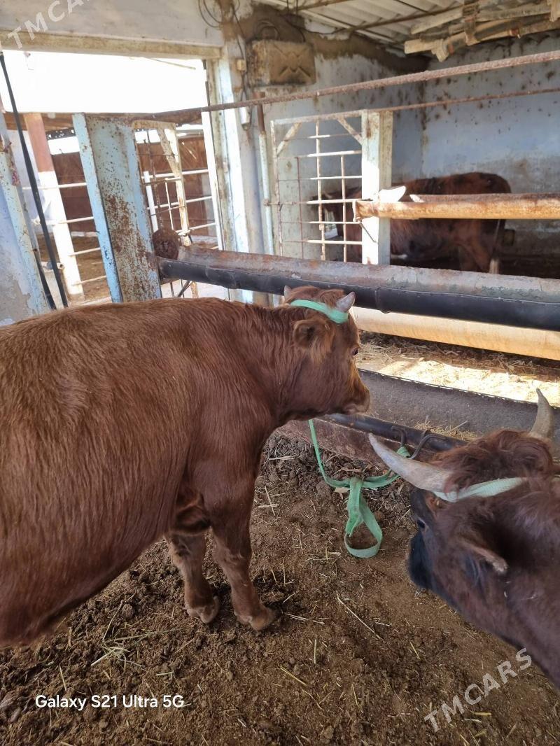 okuz - Мургап - img 1