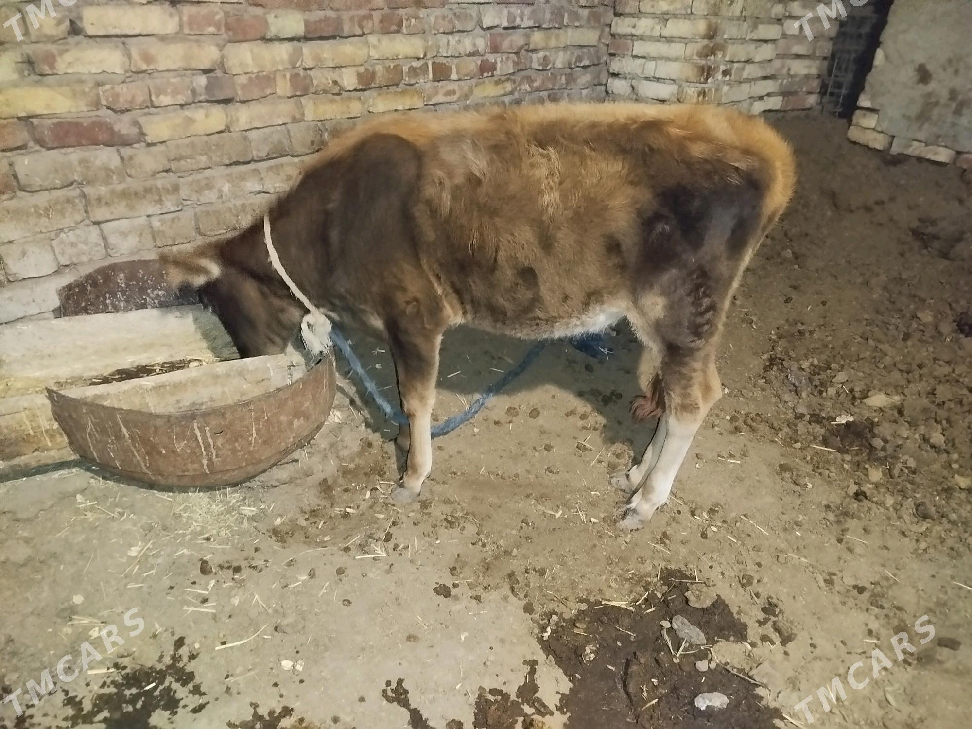 tuwe - Tejen - img 1