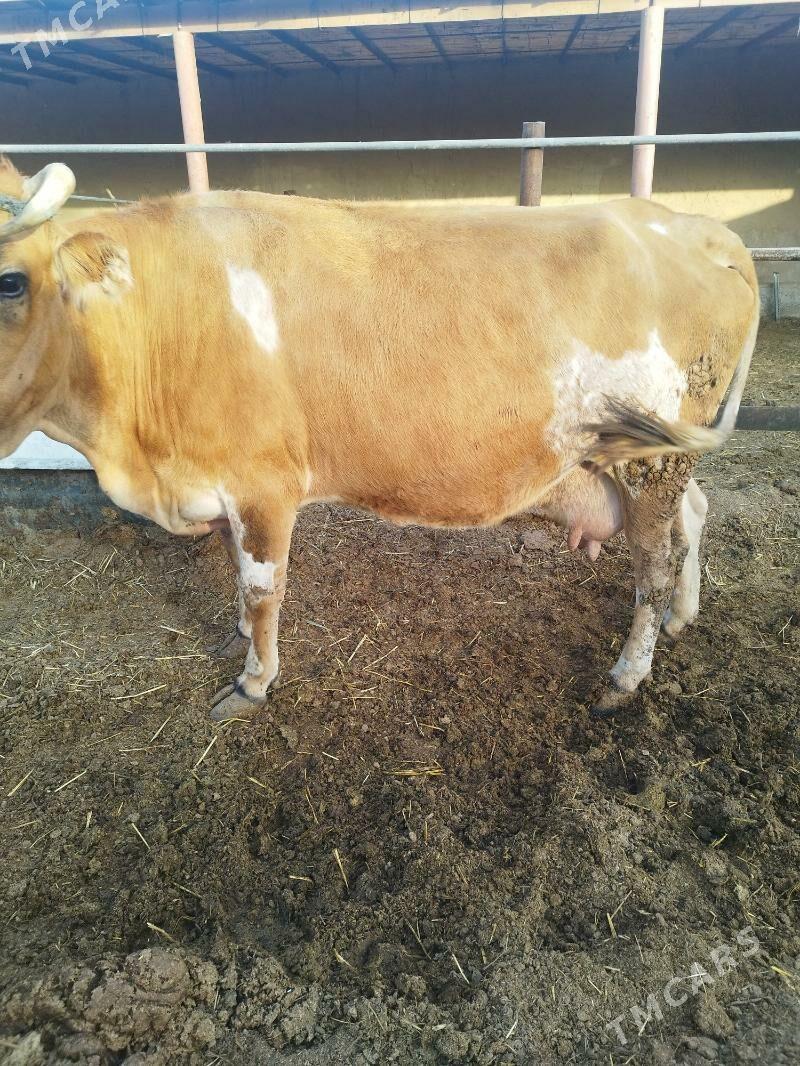 Тувелер богаз сыгыр - Änew - img 1