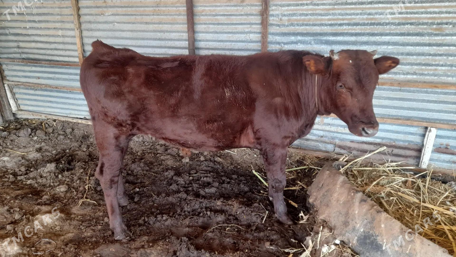 okuzler - Dänew - img 5