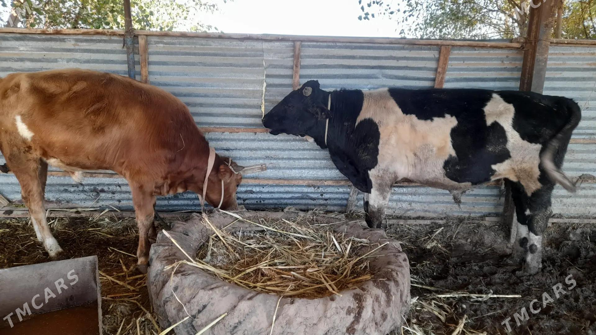 okuzler - Dänew - img 1