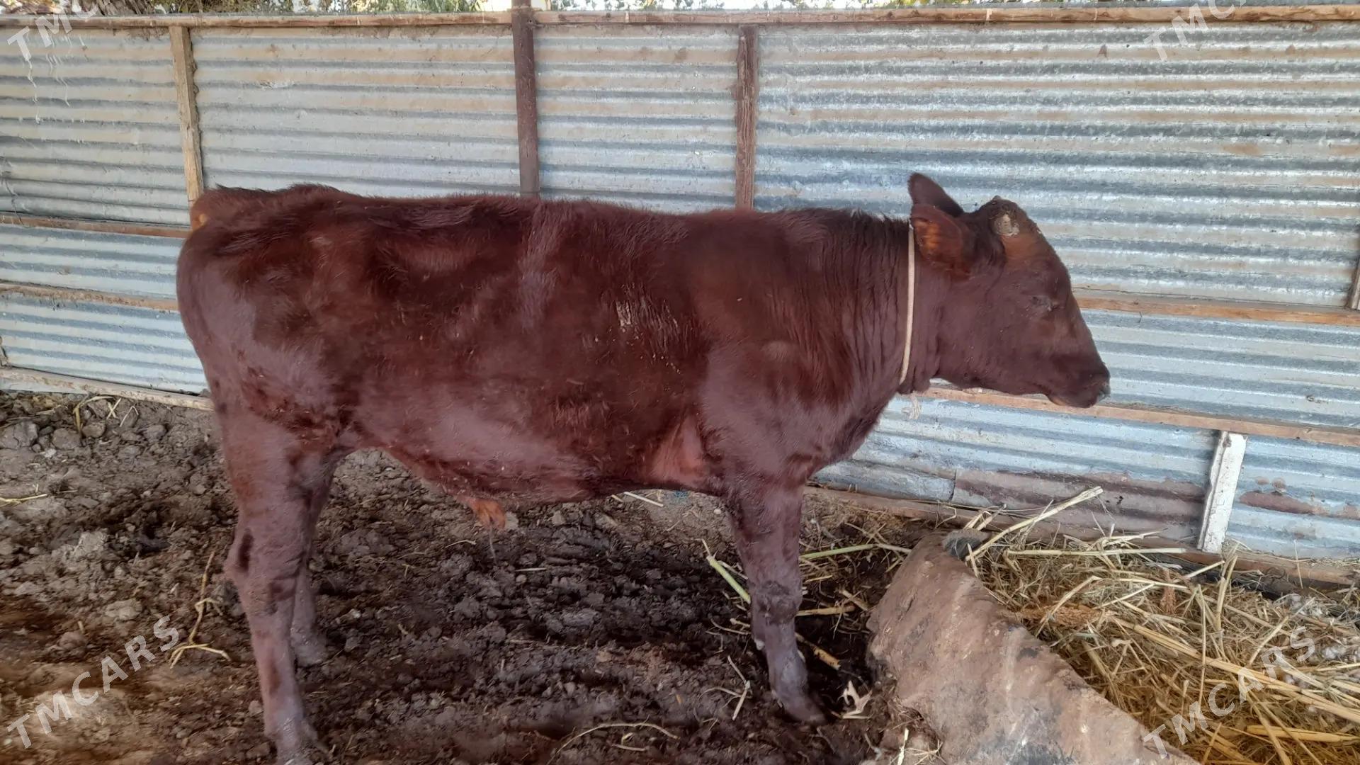 okuzler - Dänew - img 4