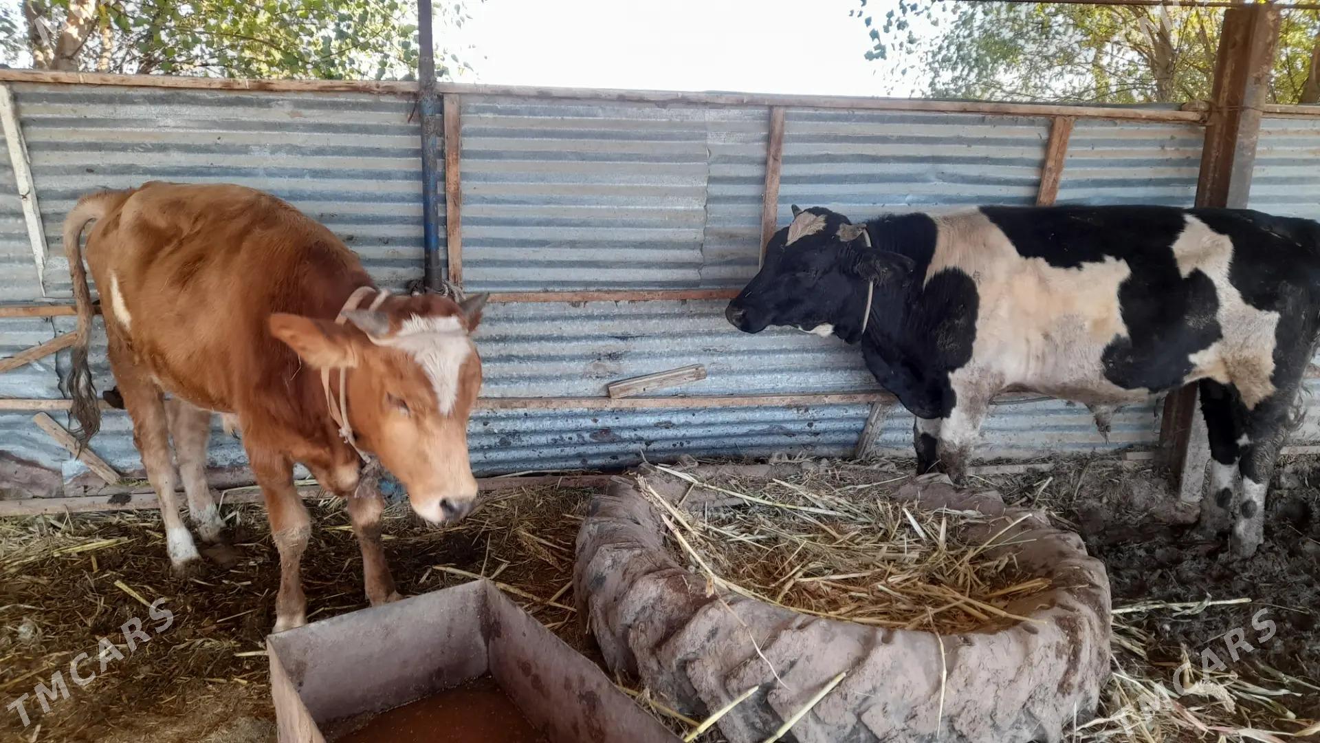 okuzler - Dänew - img 3