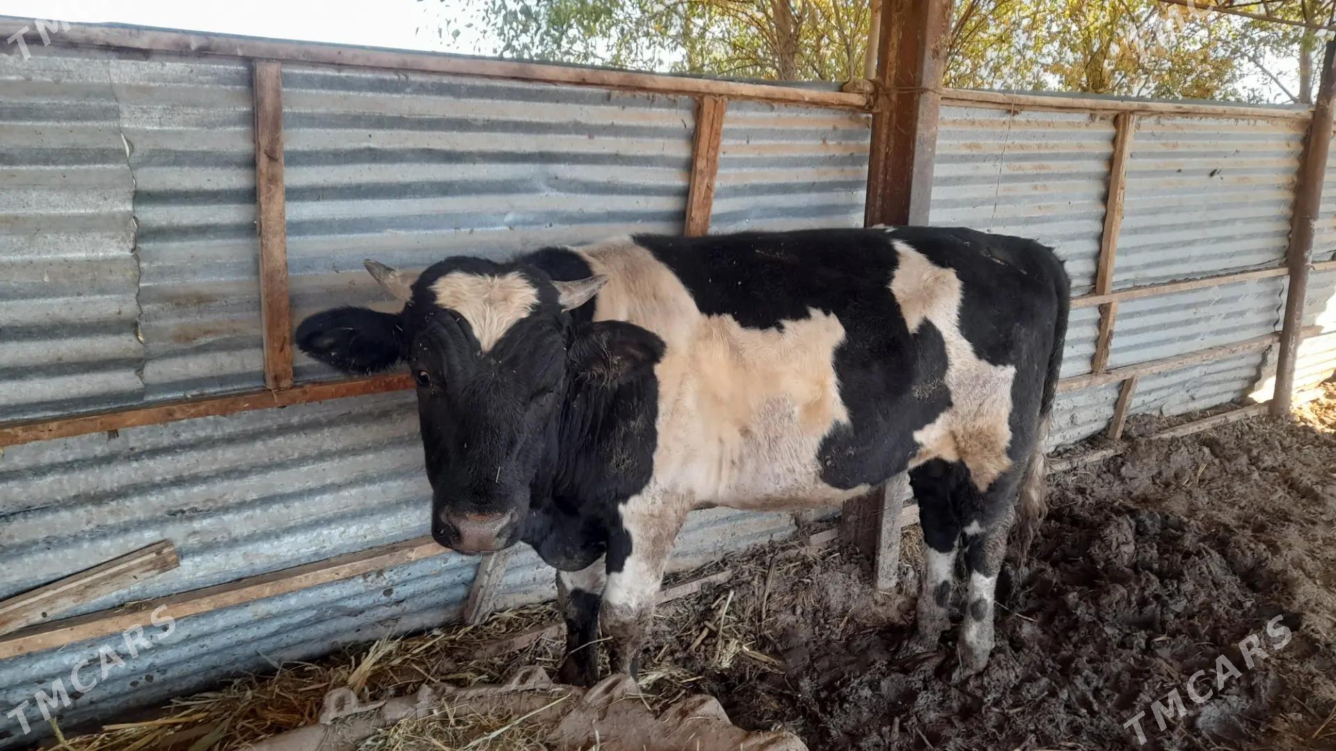 okuzler - Dänew - img 2