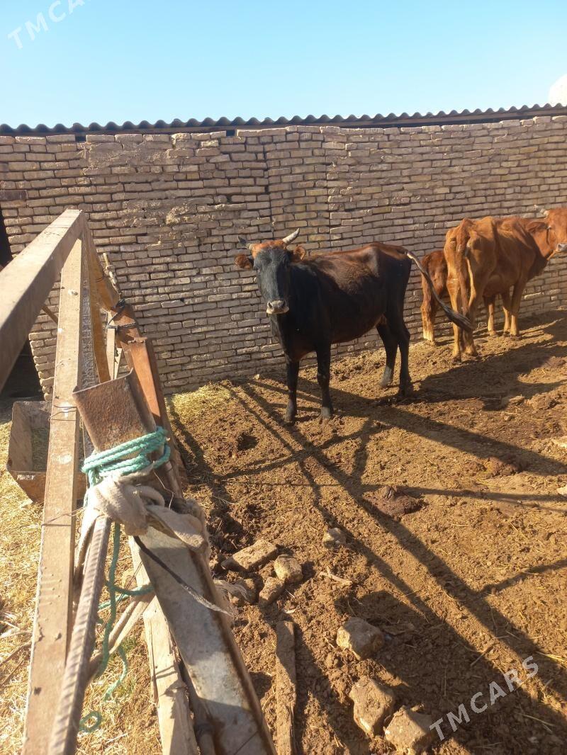 uly bogaz uly göleli sygyr - Байрамали - img 1