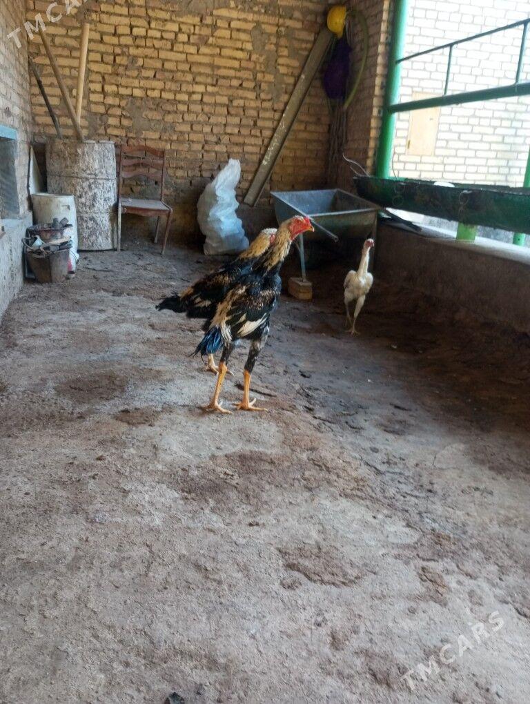 baysow - Чарджоу - img 1