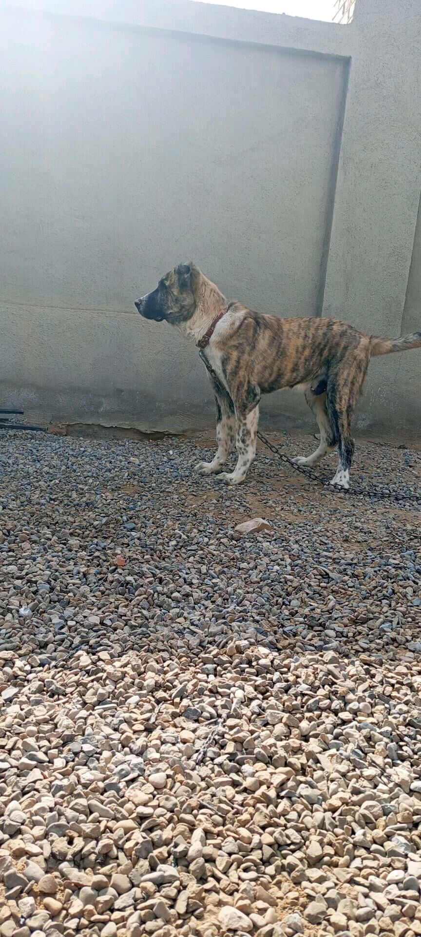 Gaplan - Мургап - img 2