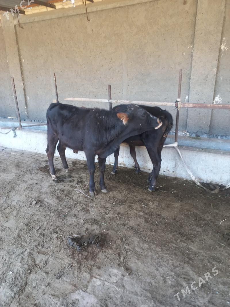 uly bogaz uly göleli sygyr - Байрамали - img 4