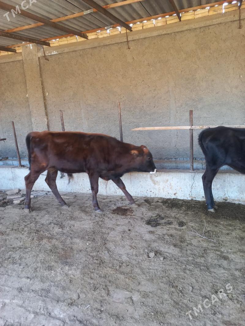 uly bogaz uly göleli sygyr - Байрамали - img 5