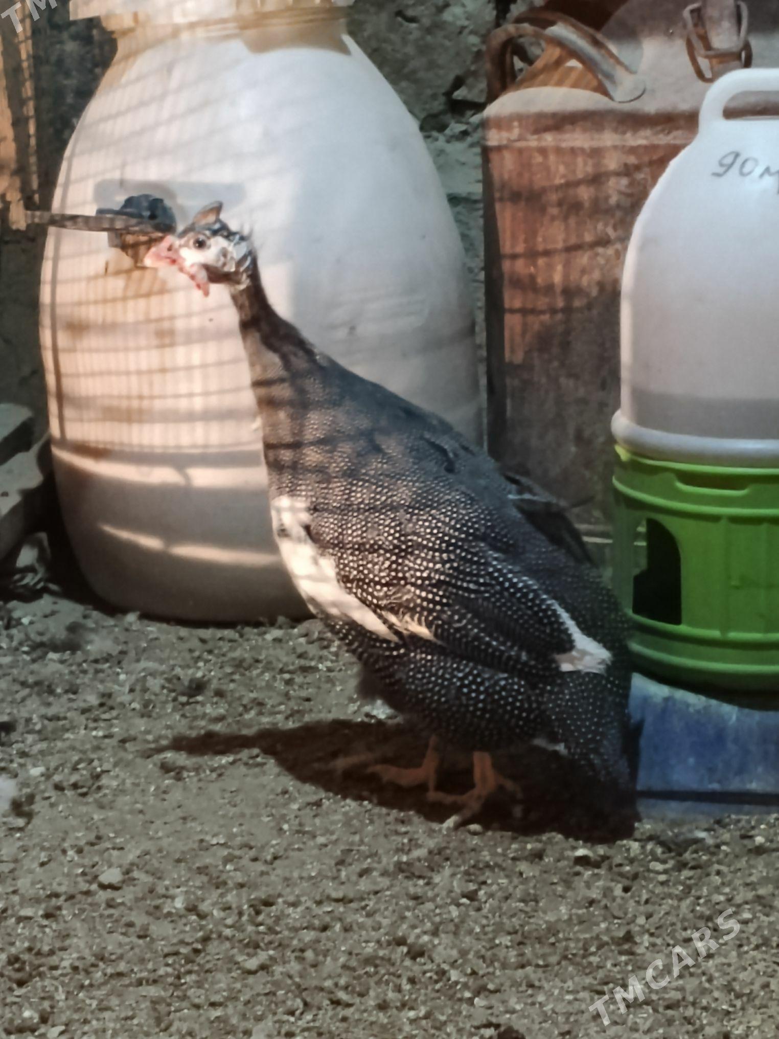 sizarka - Jebel - img 2