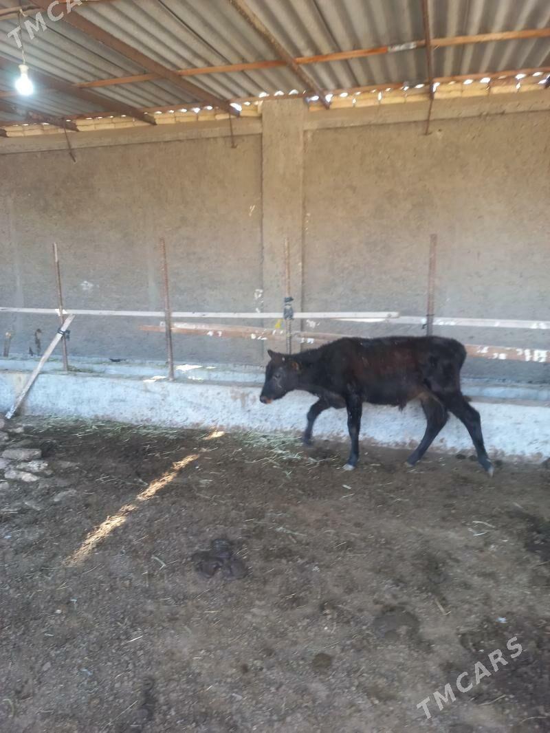 uly bogaz uly göleli sygyr - Байрамали - img 7