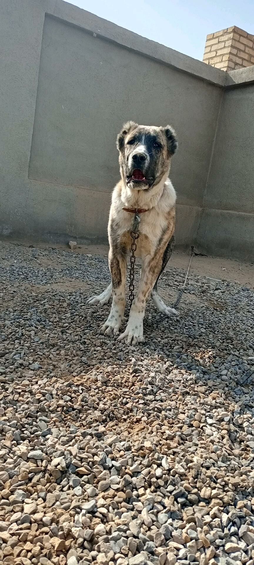 Gaplan - Мургап - img 3