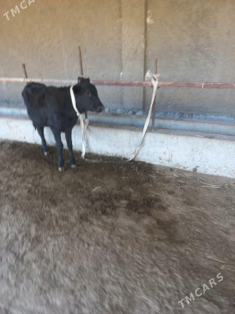 uly bogaz uly göleli sygyr - Байрамали - img 8