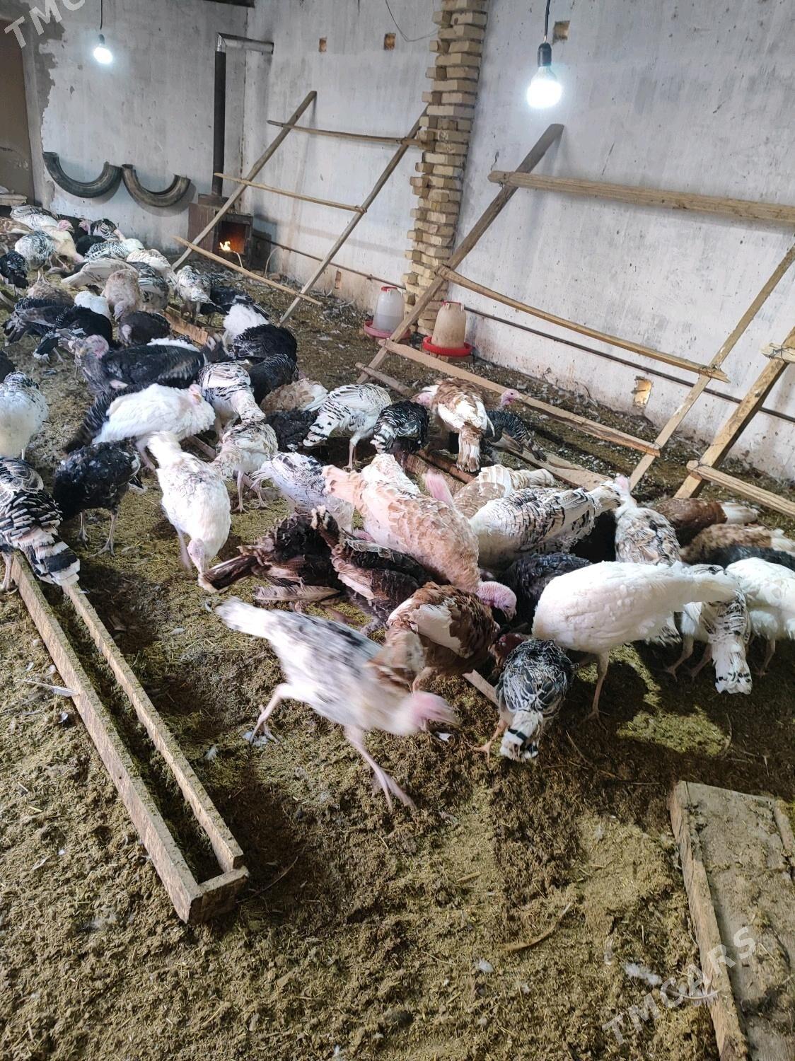 Induk - Туркменгала - img 1