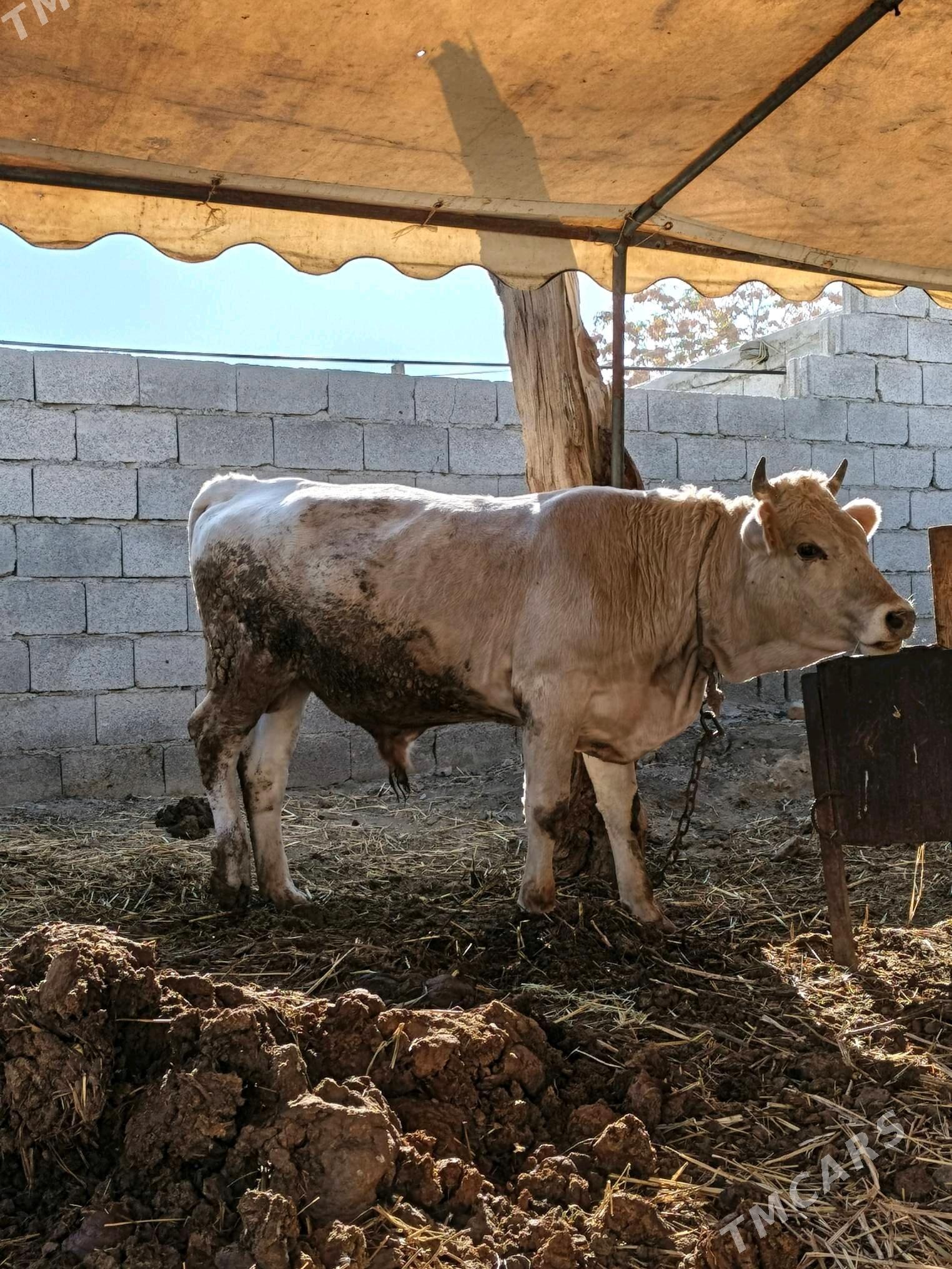 Okuz uly - Бахарден - img 1