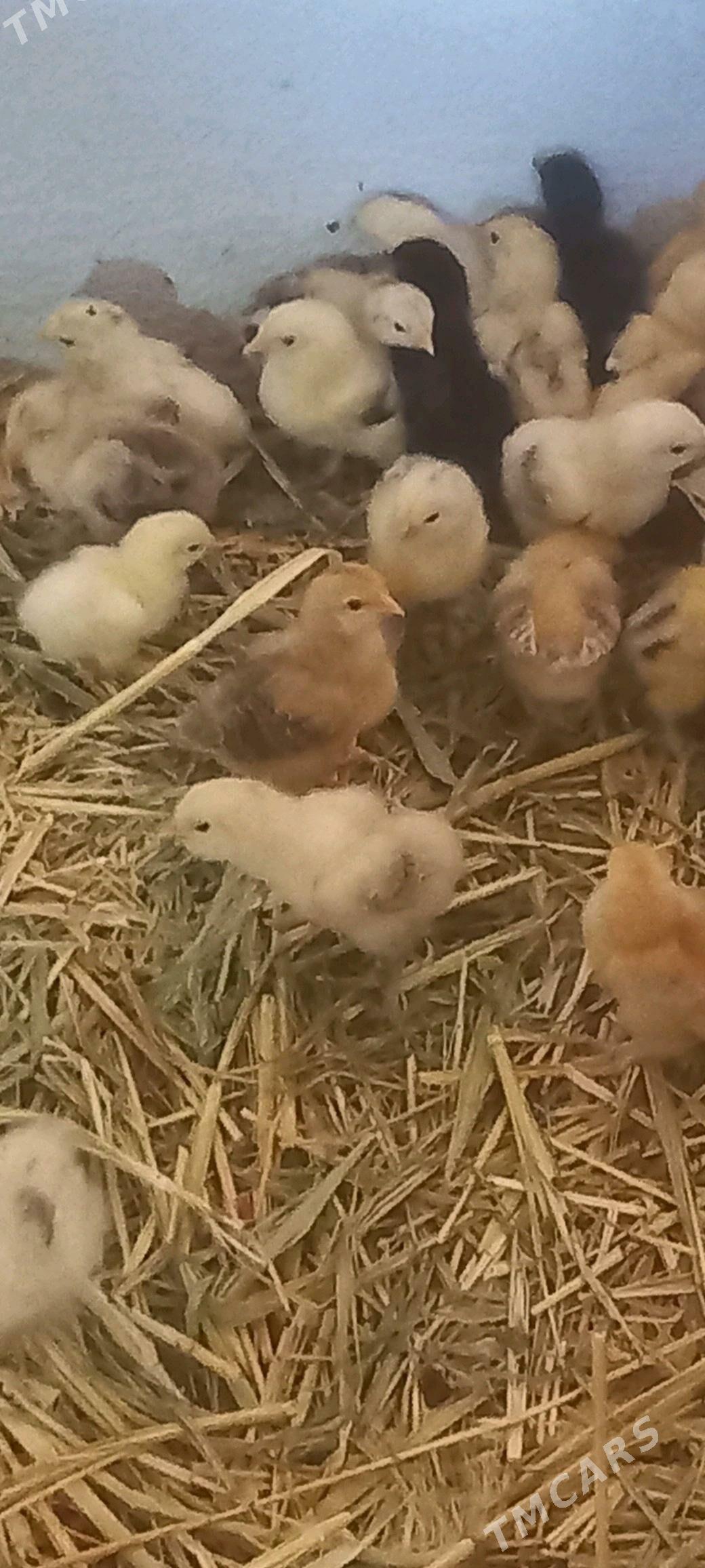 Balgar jüje - Gökdepe - img 1