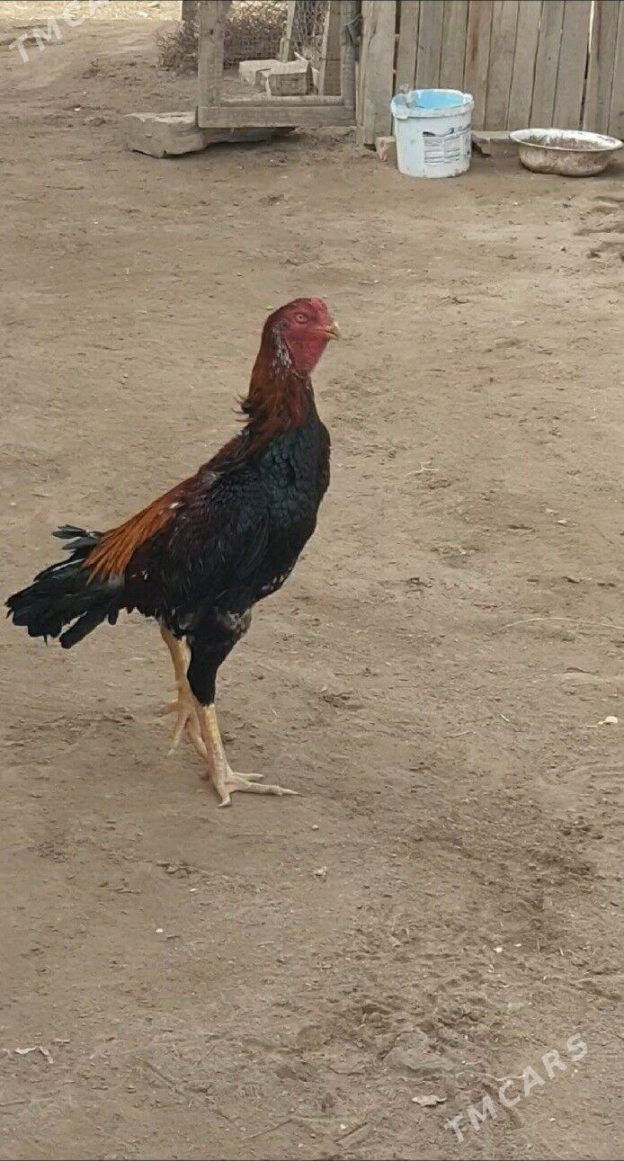 Horaz - Халач - img 1