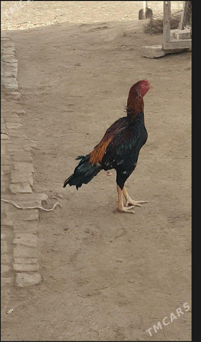 Horaz - Халач - img 2