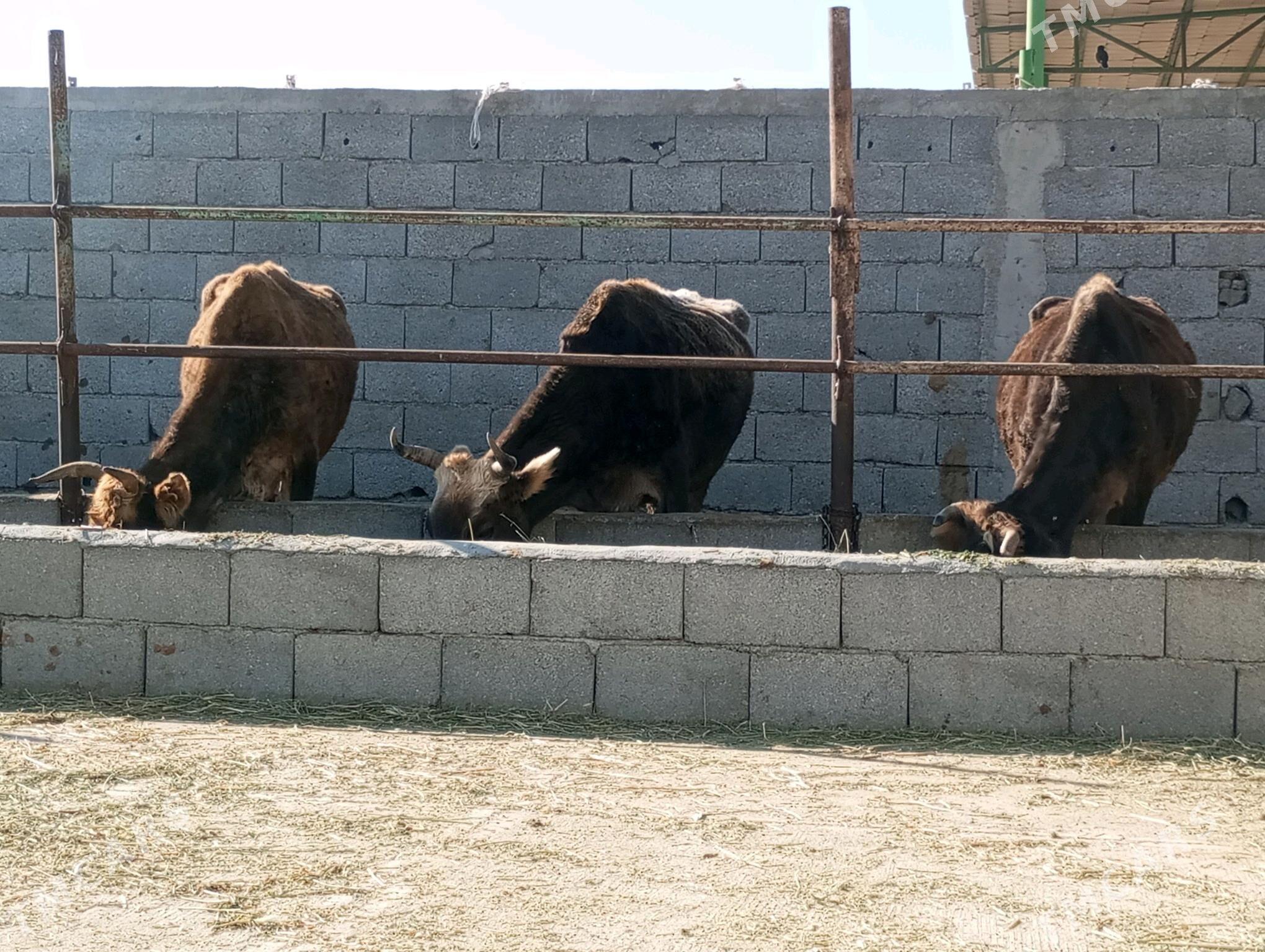 GYSYR SYGYRLAR - Gökdepe - img 2