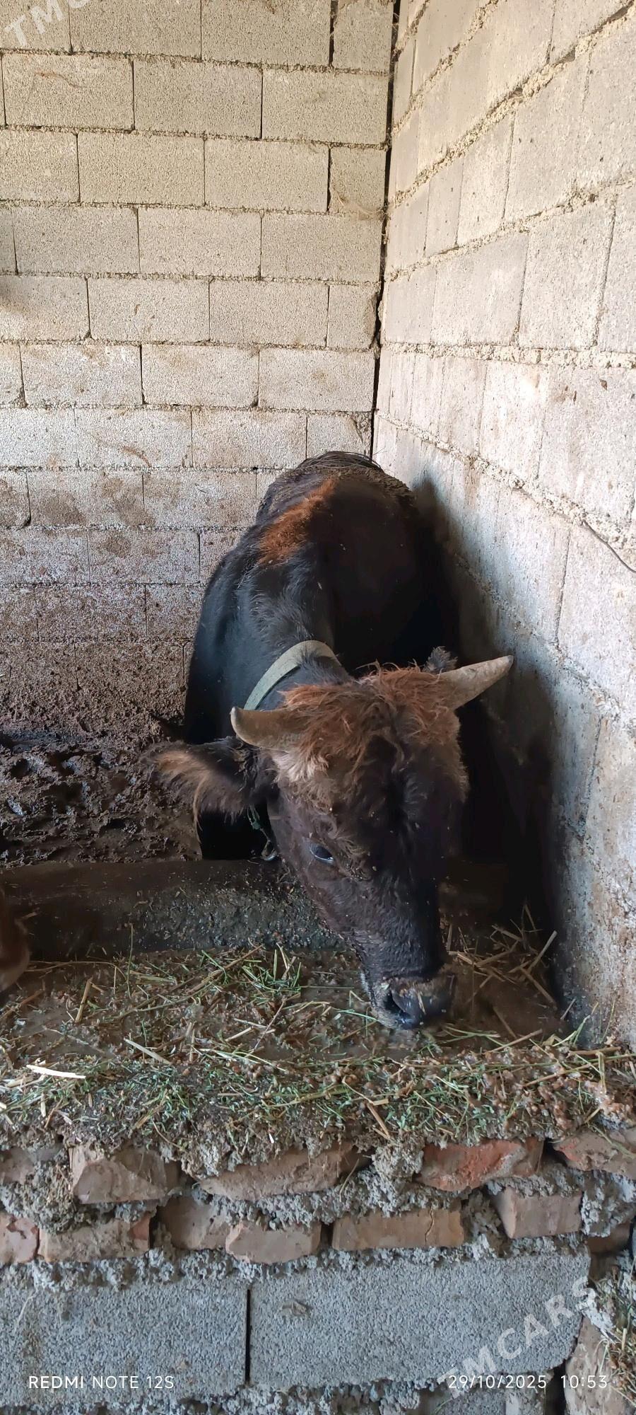 okuz - Bäherden - img 2