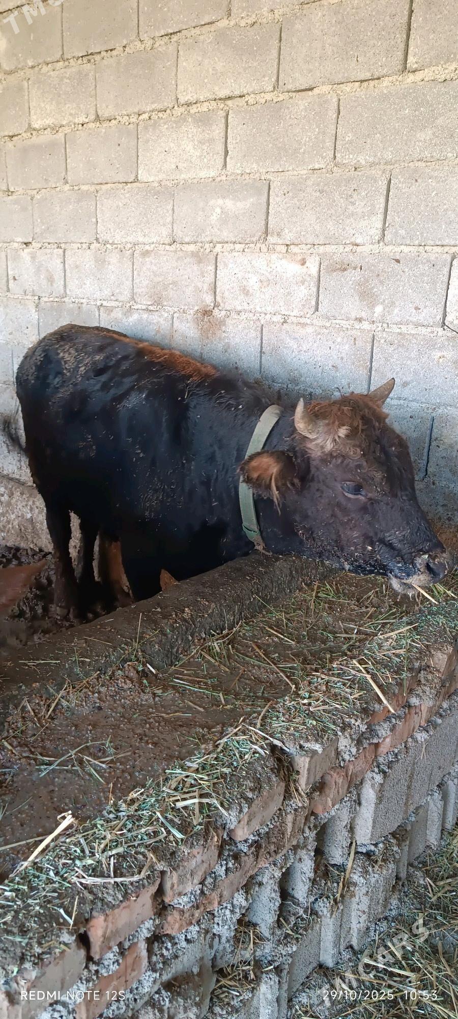 okuz - Bäherden - img 1