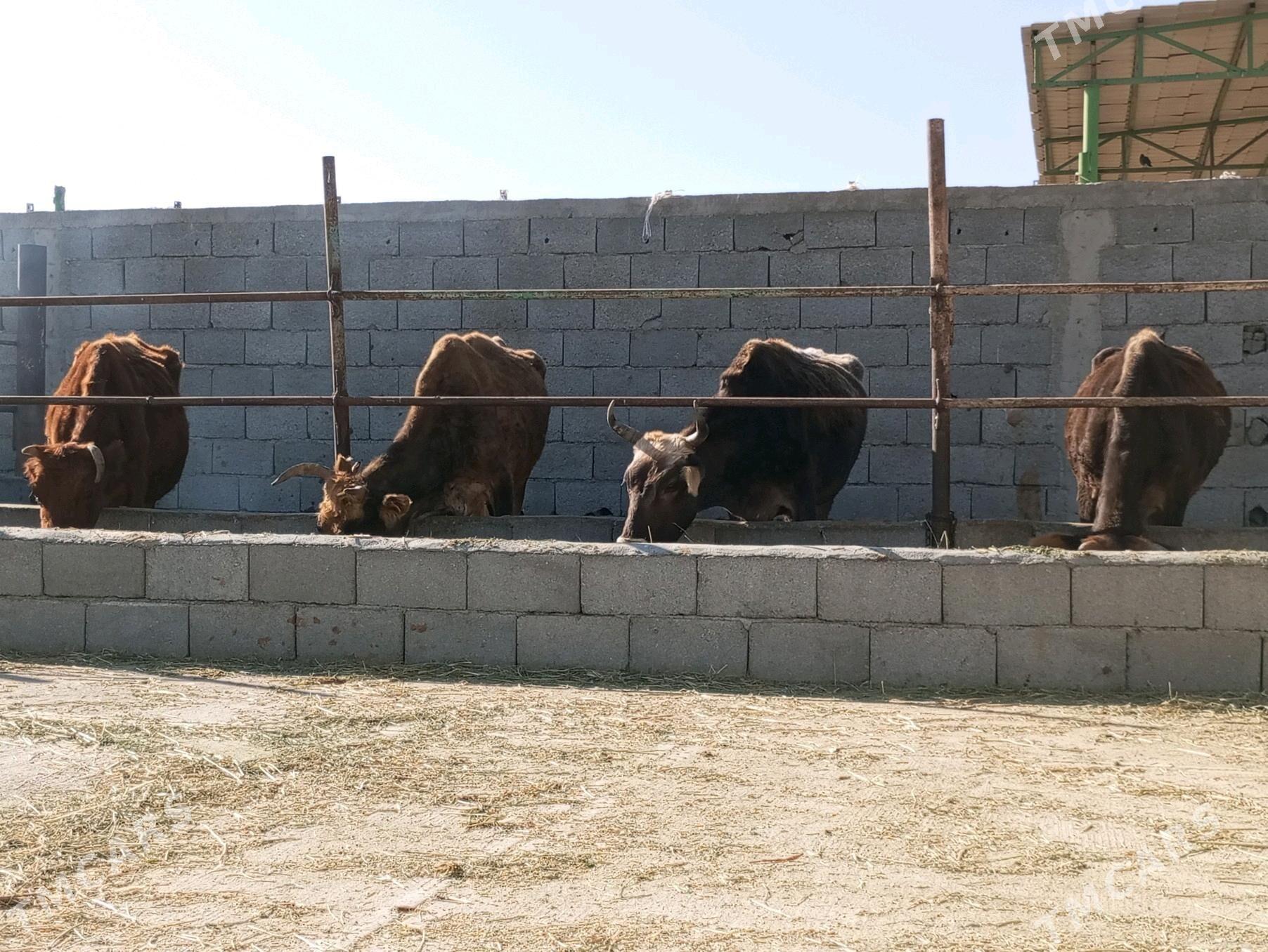 GYSYR SYGYRLAR - Gökdepe - img 3