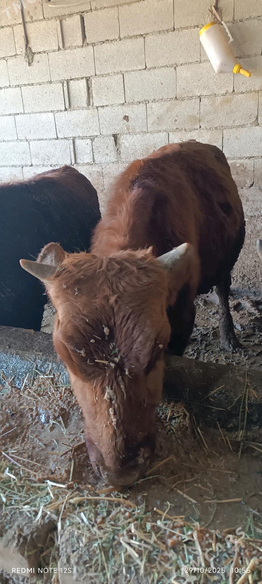 okuz - Bäherden - img 3