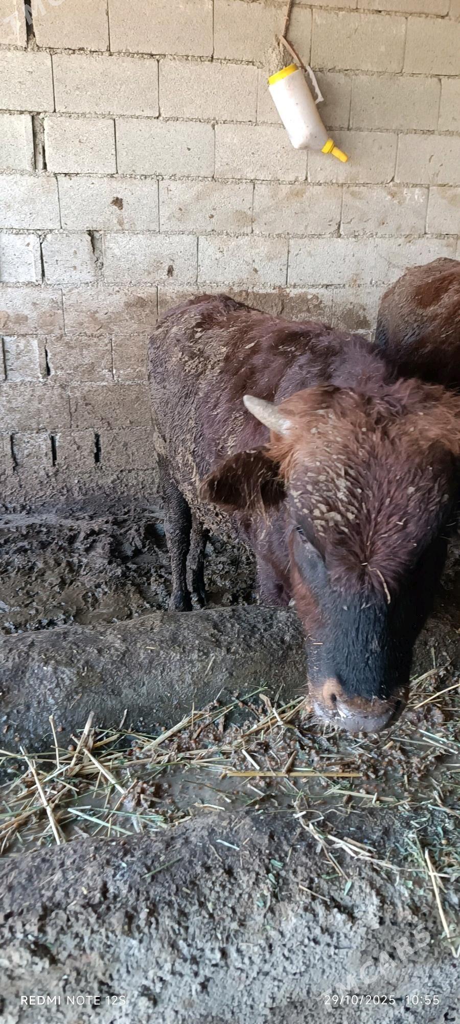 okuz - Bäherden - img 5